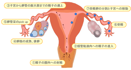 妊娠の成立